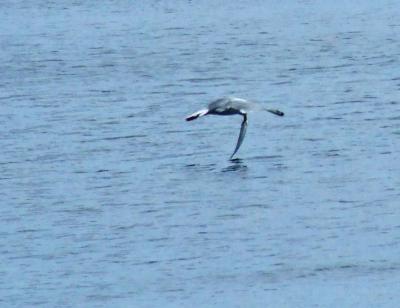 Прикрепленное изображение: CDM37.jpg